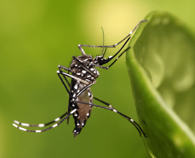 Controle de Mosquito da Dengue (Aedes aegypti)