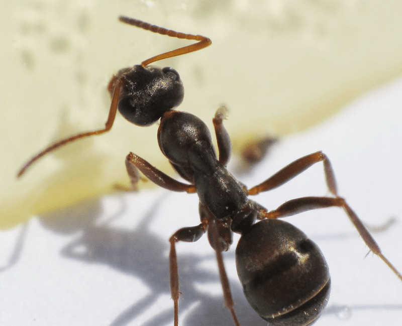 Formiga